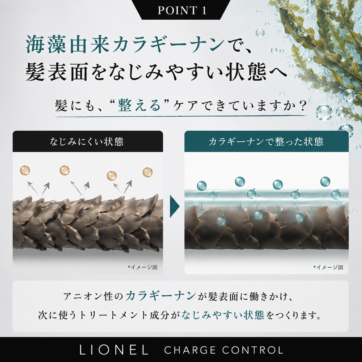 海藻由来カラギーナンが髪表面を整える仕組み