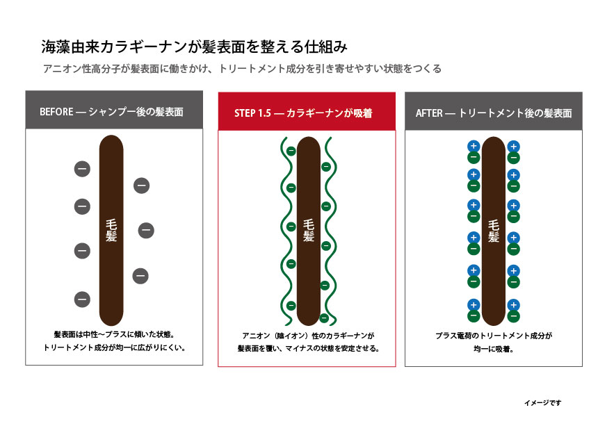 カラギーナンが髪表面を整える仕組み